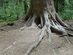 -五营红松林海景区