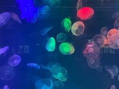 -烟台海昌鲸鲨海洋公园