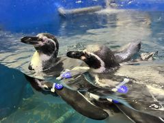 -太平洋海底世界