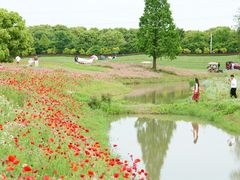 -花开海上生态园