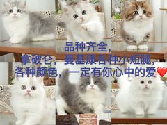 -钦宠·猫咪售卖·洗护·寄养(东圃旗舰店)