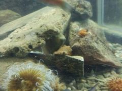 -凯莉-塔尔敦海洋生物水族馆