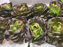 -九孔·筒骨莲藕汤锅(大明宫万达店)