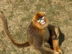 -西霞口神雕山野生动物世界