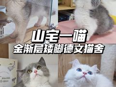 -山宅一喵德文卷毛猫舍