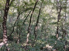 -北京上方山国家森林公园