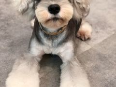 -小尾巴宠物店(万科·金域华庭店)