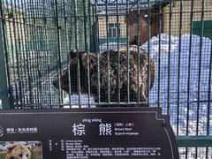 -横道河子东北虎林园