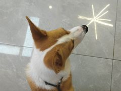 -半岛宠物医院24小时(西派城店)