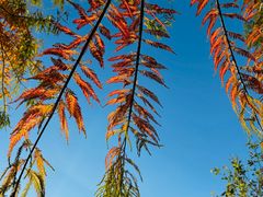 -贡湖湾湿地公园