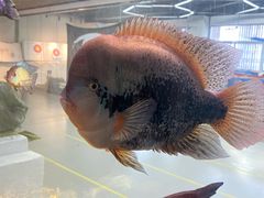 -弓舍射箭俱乐部(高新总店)