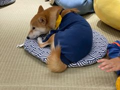 -逗柴咖啡屋·狗咖猫咖宠物桌游