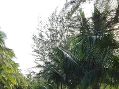 -万绿园