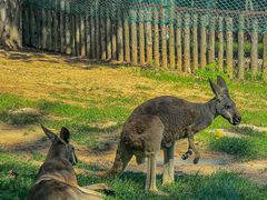 -大连森林动物园