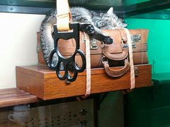 -猫咪博物馆(顶澳仔猫街店)