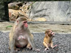 -姑婆山旅游区