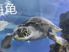 -重庆欢乐海底世界