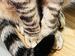 -Cappucimeow猫咪咖啡馆(韦伯时代店)