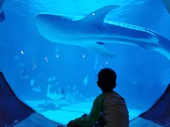 -烟台海昌鲸鲨海洋公园