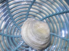 -聚盛源蒸汽海鲜火锅烤肉自助(巨川金海岸购物广场店)