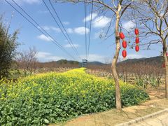 景点-天适樱花悠乐园