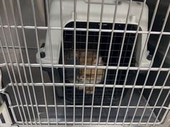 -安安宠医宠物医院·异宠·犬猫内科(岳阳分院)
