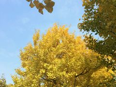 -四川大学(华西校区)