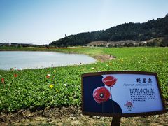 -径山花海
