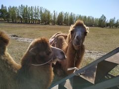 -库伦旗银沙湾旅游景区