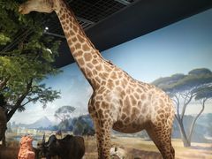 -陕西自然博物馆