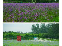 -北京东方普罗旺斯薰衣草庄园