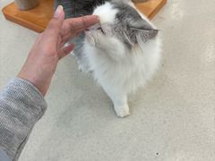 -共舞时光猫咖·狗咖(新街口店)