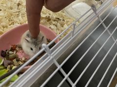 -钓仓鼠(洋桥北里小区店)