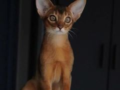 -猫十亿·布偶金渐层·曼基康矮脚猫舍(青年路店)