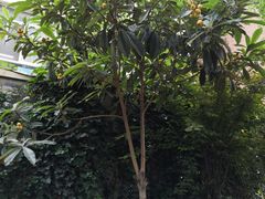 -鸿意星城幼儿园