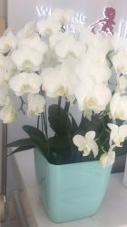 点击看大图 -悟空祛痘·诺奖技术专业店