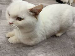 -BABIT巴比特宠物(MOMOPARK店)