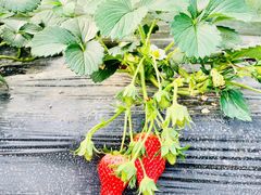 -尚田草莓姑娘白草莓采摘基地