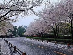 -武汉大学-樱园