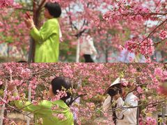 -天适樱花悠乐园
