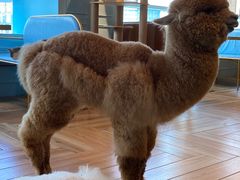 -遇见羊驼·奶狗咖·布偶猫咖·法斗柯基柴犬阿拉斯加(春熙路太古里IFS店)