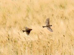 -小世界西餐厅(建国门店)