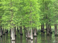 -白鹭湾湿地公园