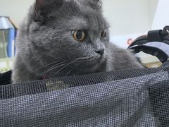 -艾贝尔宠物医院·24H转诊中心·肿瘤猫专科(江宁双龙店)