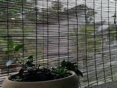 -吴越荣记苏州菜·松鼠桂鱼100%活鱼现做(斜塘老街店)