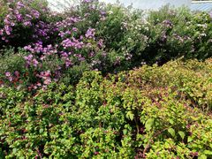 -紫海香堤香草艺术庄园