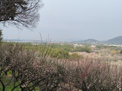 -香雪海