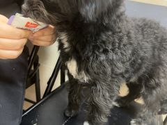 -艾贝尔宠物医院·狂犬免疫点(江山金象城店)