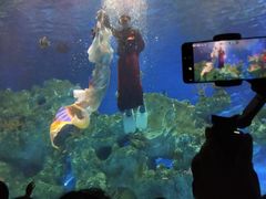 -芜湖新华联大白鲸海洋公园
