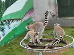 -西霞口神雕山野生动物世界